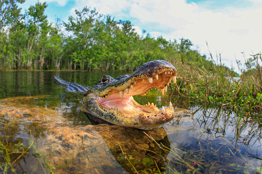 Alligator South Florida