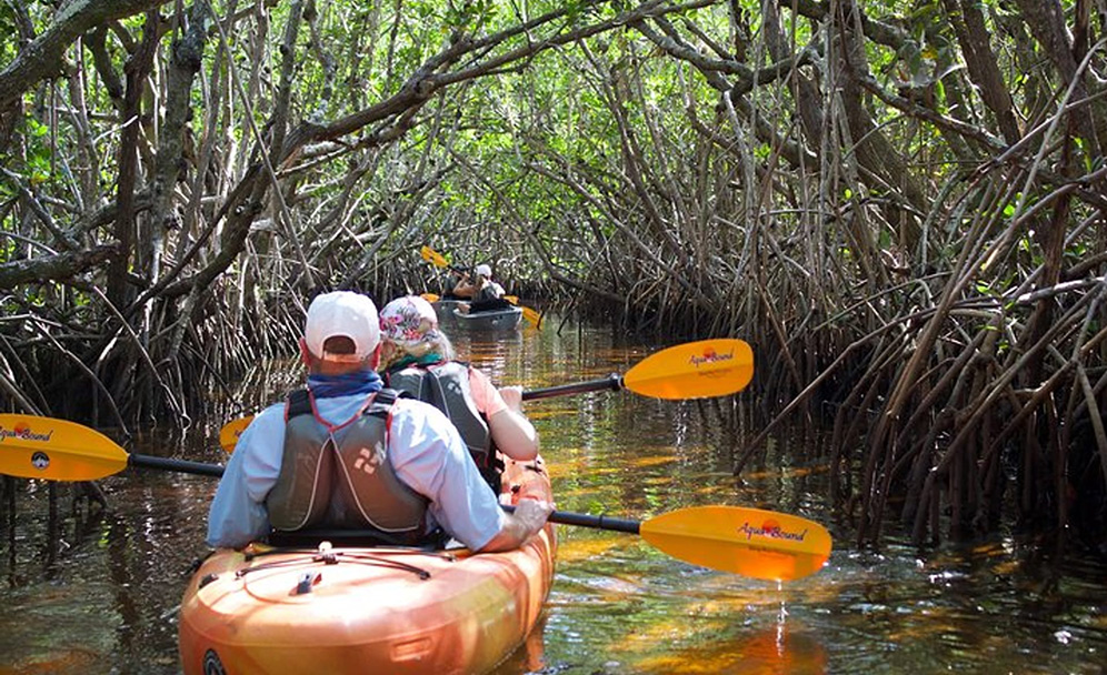 mangrove tunnel kayak tour