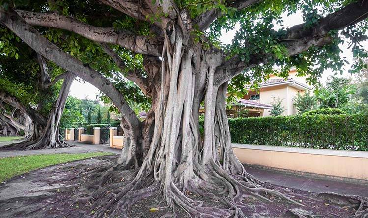 Banyan's Trunk & Roots