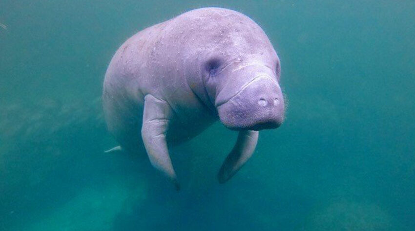 Manatees in Florida