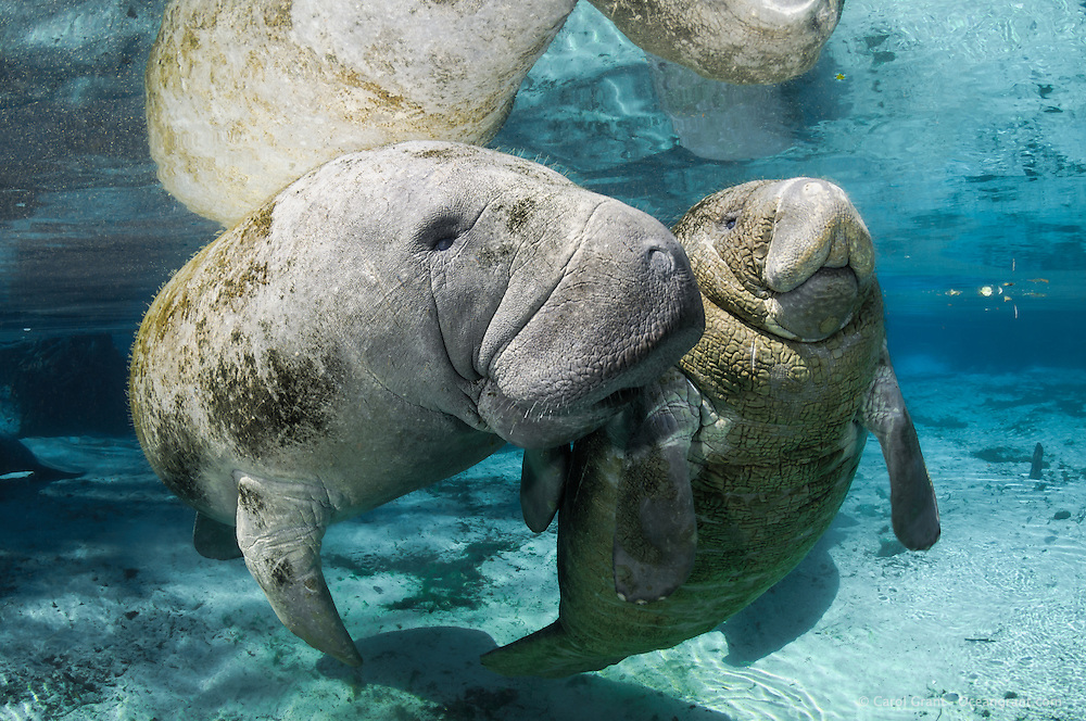 A group of manetees swimming and playing