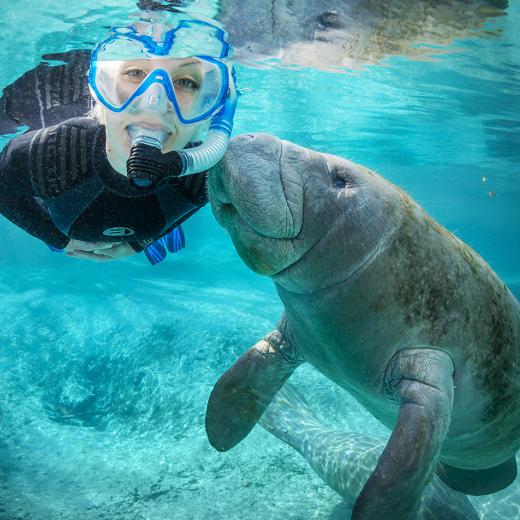 Diver swimming with Manatees