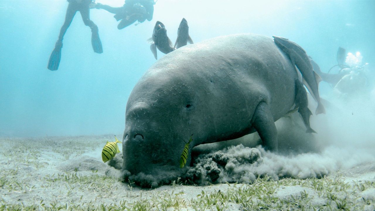 Manatees eating