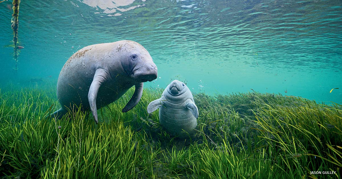 Manatees and her baby at the bottom of the ocean